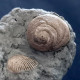 #SM33 GIBBULA, TEGULA Fossile, Pliozän (Italien) - Fossiles