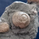 Delcampe - #SM33 GIBBULA, TEGULA Fossile, Pliozän (Italien) - Fossilien