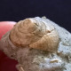 #SM37 GIBBULA RISSO Fossile, Pliozän (Italien) - Fósiles