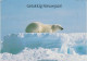 Greenland Station Kangerlussuaq Postcard Polar Bear  (KG193) - Forschungsstationen & Arctic Driftstationen
