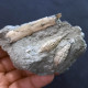 #SM41 SOLEN MARGINATUS, CERITHIUM Fossile, Pliozän (Italien) - Fossils