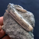 #SM41 SOLEN MARGINATUS, CERITHIUM Fossile, Pliozän (Italien) - Fossils