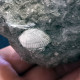 #SM41 SOLEN MARGINATUS, CERITHIUM Fossile, Pliozän (Italien) - Fossiles