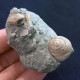 #SM42 GIBBULA POEPPIGI, CERITHIUM Fossile, Pliozän (Italien) - Fossilien