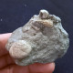 #SM42 GIBBULA POEPPIGI, CERITHIUM Fossile, Pliozän (Italien) - Fossilien