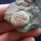 #SM42 GIBBULA POEPPIGI, CERITHIUM Fossile, Pliozän (Italien) - Fossiles