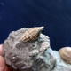 #SM42 GIBBULA POEPPIGI, CERITHIUM Fossile, Pliozän (Italien) - Fósiles