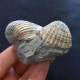 #SM44 GLANS RUDISTA, ACTINOBULUS PINNULA Fossile, Pliocène (Italie) - Fossils