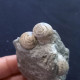 #SM45 GIBBULA, TEGULA Fossile, Pliocène (Italie) - Fósiles