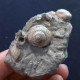 #SM45 GIBBULA, TEGULA Fossile, Pliocène (Italie) - Fossils