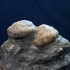 #SM45 GIBBULA, TEGULA Fossile, Pliocène (Italie) - Fossielen