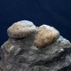#SM45 GIBBULA, TEGULA Fossile, Pliocène (Italie) - Fósiles