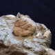 #SM45 GIBBULA, TEGULA Fossile, Pliocène (Italie) - Fósiles