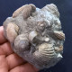 #SM46 GIBBULA, CERITHIUM, TEGULA, ANADARA Fossile, Pliocène (Italie) - Fossilien