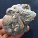#SM46 GIBBULA, CERITHIUM, TEGULA, ANADARA Fossile, Pliocène (Italie) - Fossiles