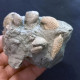 #SM46 GIBBULA, CERITHIUM, TEGULA, ANADARA Fossile, Pliocène (Italie) - Fossiles