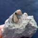 Delcampe - #SM46 GIBBULA, CERITHIUM, TEGULA, ANADARA Fossile, Pliocène (Italie) - Fossilien