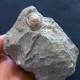 Delcampe - #SM46 GIBBULA, CERITHIUM, TEGULA, ANADARA Fossile, Pliocène (Italie) - Fossilien