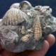 Delcampe - #SM46 GIBBULA, CERITHIUM, TEGULA, ANADARA Fossile, Pliocène (Italie) - Fossiles