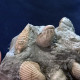 Delcampe - #SM46 GIBBULA, CERITHIUM, TEGULA, ANADARA Fossile, Pliocène (Italie) - Fósiles