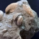 Delcampe - #SM46 GIBBULA, CERITHIUM, TEGULA, ANADARA Fossile, Pliocène (Italie) - Fossilien