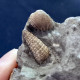 Delcampe - #SM46 GIBBULA, CERITHIUM, TEGULA, ANADARA Fossile, Pliocène (Italie) - Fossiles