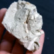 #TER01 - TENAGODUS ABTUSUS, OSTREA, Fossile, Pliocène (Italie) - Fósiles