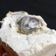 #TER01 - TENAGODUS ABTUSUS, OSTREA, Fossile, Pliocène (Italie) - Fossils