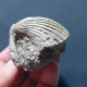 #TO05 - AEQUIPECTEN DELTUS Var. INORNATA, Fossile, Miozän (Italien) - Fósiles