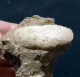 #VAND02 - AZORINUS CHAMASOLEN Fossil, Pliozän (Italien) - Fossielen