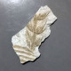 #IT01 - Seltener Fossiler Farn ANNULARIA SPICATA, Karbon (Italien) - Fossielen