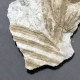 #IT01 - Seltener Fossiler Farn ANNULARIA SPICATA, Karbon (Italien) - Fossilien