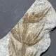 #IT01 - Seltener Fossiler Farn ANNULARIA SPICATA, Karbon (Italien) - Fossils