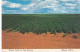 Albany - A Potato Field In Full Bloom - Posted 1973 - Otros & Sin Clasificación