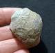 #IT04 - AMPULLINA Sp., Fossil, Oligozän (Italien) - Fossils