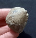 #IT04 - AMPULLINA Sp., Fossil, Oligozän (Italien) - Fossils