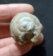 #IT04 - AMPULLINA Sp., Fossil, Oligozän (Italien) - Fossils