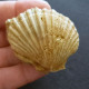 #ROM01 - AEQUIPECTEN MACROTIS, Fossile, Miozän (Rumänien) - Fósiles