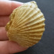 #ROM01 - AEQUIPECTEN MACROTIS, Fossile, Miozän (Rumänien) - Fósiles