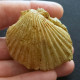 #ROM01 - AEQUIPECTEN MACROTIS, Fossile, Miozän (Rumänien) - Fossiles