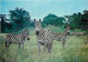 Animaux - Zèbres - Carte Arthur Dixon - African Wild Life Series - CPM - Voir Scans Recto-Verso - Cebras