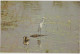 WESTERN AUSTRALIA WA Egret Bird North West KIMBERLEYS Hotel Kununurra Postcard C1970s - Sonstige & Ohne Zuordnung