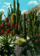 Fleurs - Plantes - Cactus - Principauté De Monaco - Le Jardin Exotique - Candélabre Agave Et Coussin De Belle-mère - CPM - Cactus