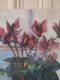 Delcampe - Fernand PROUST (XXème) Huile Sur Toile Nature Morte Aux Fleurs "Cyclamen" 1998 - Oelbilder