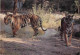 Animaux - Fauves - Tigre - Parc Zoologique Safari De Fréjus - Zoo - CPM - Voir Scans Recto-Verso - Tigres
