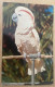 ROSE CRESTED COCKATOO MALAY ARCHIPELAGO,ANIMAL COLOR SERIES,POSTCARD - San Diego