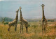Animaux - Girafes - Faune Africaine - CPM - Voir Scans Recto-Verso - Giraffes