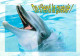 Animaux - Dauphins - CPM - Voir Scans Recto-Verso - Delfini