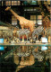 Animaux - Zèbres - Museum National D'Histoire Naturelle De Paris - Caravane Africaine - Girafes - CPM - Carte Neuve - Vo - Zebre