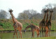 Animaux - Girafes - Port St Père - La Casamance - Safari Africain - Actuellement Planète Sauvage - Carte Neuve - CPM - V - Giraffes